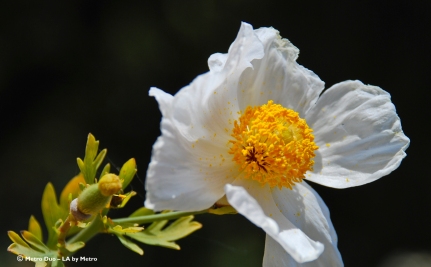 Matilija poppies are a striking native California flower.